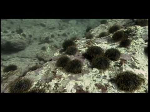 海洋保護区 - 定義