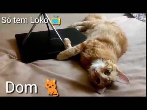 Só tem Loko TV 📺 #9  Falhas de gravação 🐈 ♥️