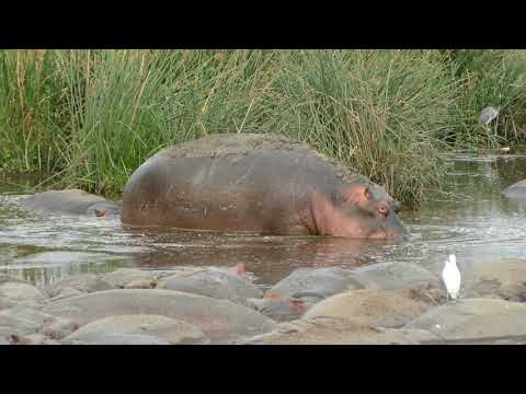 Dozens of hippos bathing in Ngorongoro Crater, Tanzania, 2017-09-12