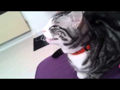 Josette le chat fou !