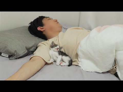 What Do Kittens Do While You Sleep?