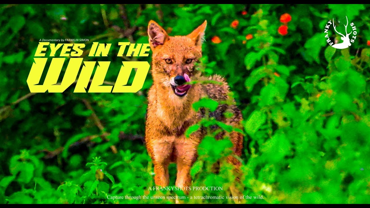 Eyes in the Wild - Trailer | FrankyShots Production | Wildlife Documentary