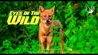 Eyes in the Wild - Trailer | FrankyShots Production | Wildlife Documentary