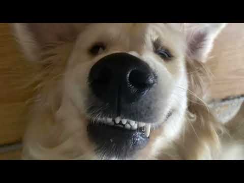 #viral #myanimal #cat #mycat #dog #mydog