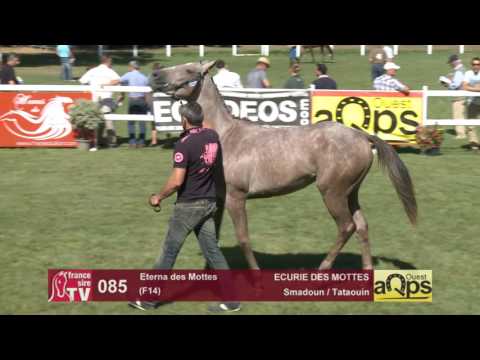 Show AQPS Le Lion 2016 : Lot 85 - Eterna des Mottes