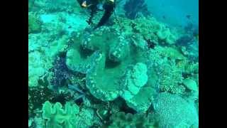 preview picture of video 'Indonesia - Raja Ampat Dive Resort'