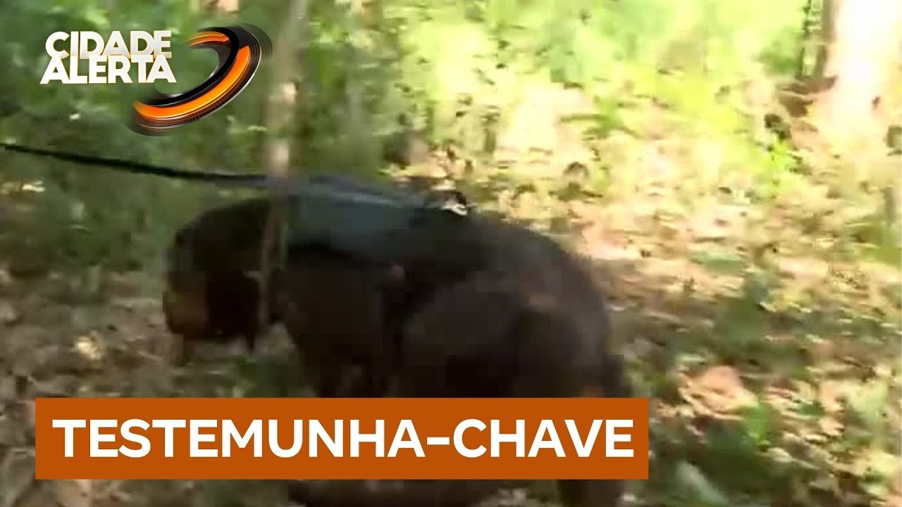 Caso Camile: cães farejadores procuram testemunha-chave do sequestro