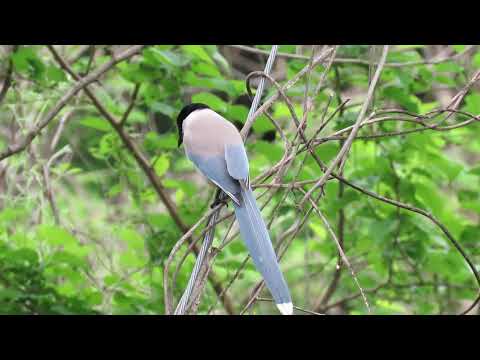 Modraňa družná (Cyanopica cyanus) — správanie, biotop a hlas