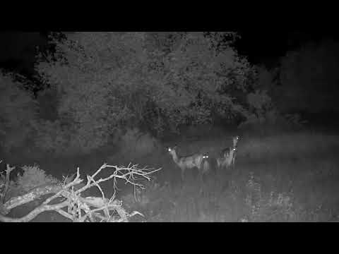 Djuma: Impala females with lambs on alert - 03:34 - 02/25/2023