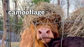 She Can't See Us If We Don't Move... | Funniest Pets of the Week