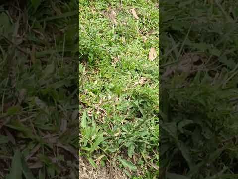 curso minicargador Cat La Plata, Huila