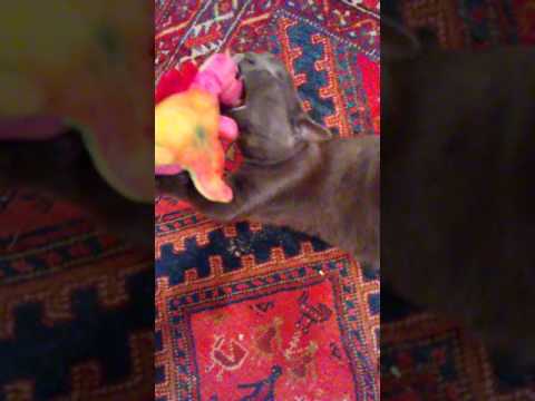 Cat Getting high off Catnip from Stuffed Toy
