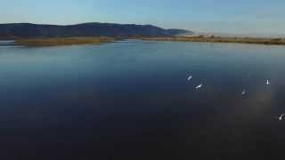 Flying with the birds - Agmon Hula Lake - Preview