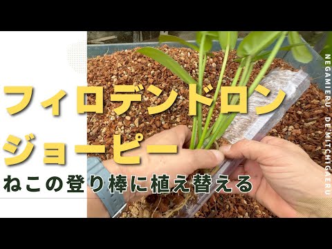 フィコイドからなるヴァールの共同山塊