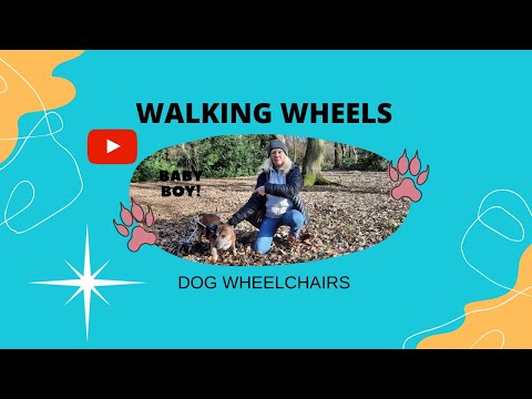5 Terrible Dog Wheelchair Mistakes You Should Avoid