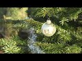 Adopteer eens een kerstboom