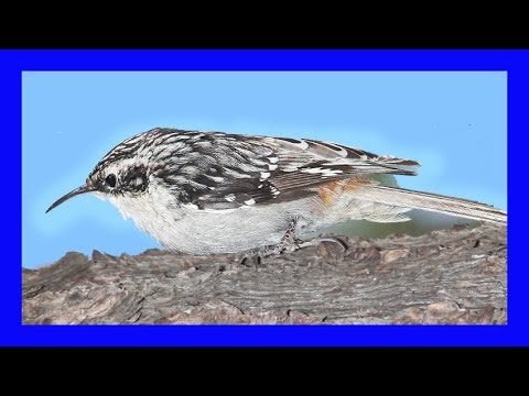 Kôrovník lesný (Certhia americana) — správanie, biotop a hlas