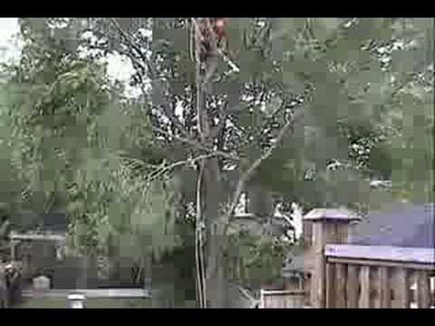 Adrian and Leanne's Tree Pruning