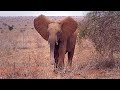 Rescue of Orphaned Elephant Kilulu | Sheldrick Trust