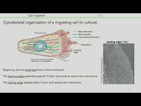 19 lecture b1- cell migrarion and cilia