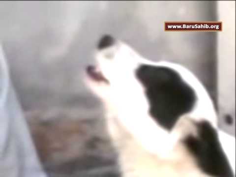 Unbelievable Watch to Believe, This Blessed Dog doing Waheguru Jaap!