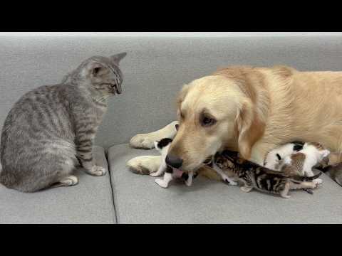 YouTube 썸네일