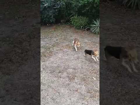 Video of adoptable pet named Deema