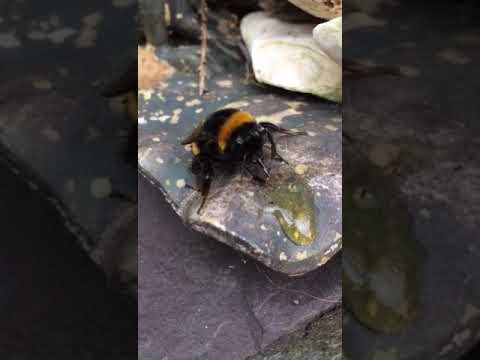 Bumble Bee coming out of hibernation. let’s help the Bees. We need them.