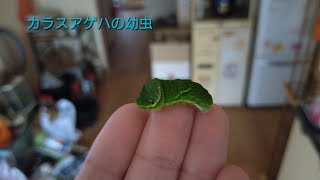 カラスアゲハの幼虫を持ち帰って育ててみました！【カラスアゲハの幼虫飼育日記】