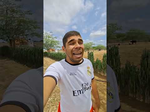 Alagamento Em Cícero Dantas Bahia #shortsvideo