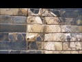 Video de puerta de ishtar berlin