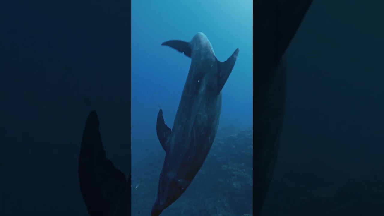 Bottlenose Dolphins at Mexico's Revillagigedo Archipelago