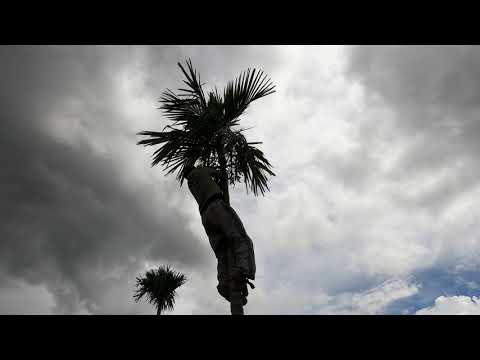How to Climb Trees Without Branches