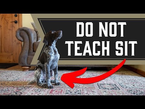 Should I Teach My Dog To Sit