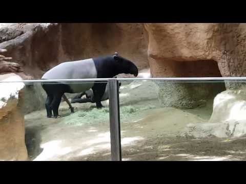 Tapir San Diego Zoo May 2016
