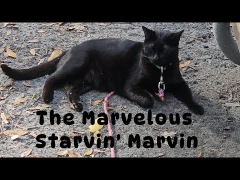 The Marvelous Starvin' Marvin