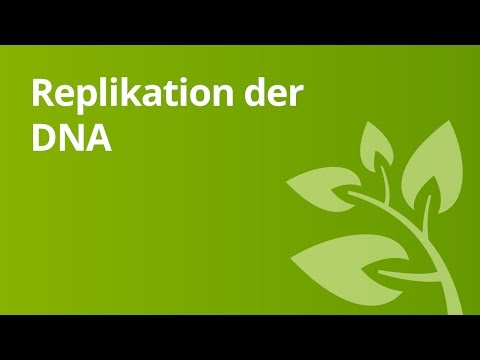 Die DNA-Replikation | Biologie | Genetik