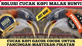 Download lagu SUARA BURUNG CUCAK KOPI GACOR SEBAGAI TERAPI PANCINGAN PIKATAN DAN BURUNG MASTERAN mp3 Download lagu SUARA BURUNG CUCAK KOPI GACOR SEBAGAI TERAPI PANCINGAN PIKATAN DAN BURUNG MASTERAN mp3