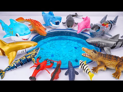 [🦈toy asmr🦈] Sea Animal Toys & RC Shark & Shark Toy Collection ASMR | Satisfying With Unboxing