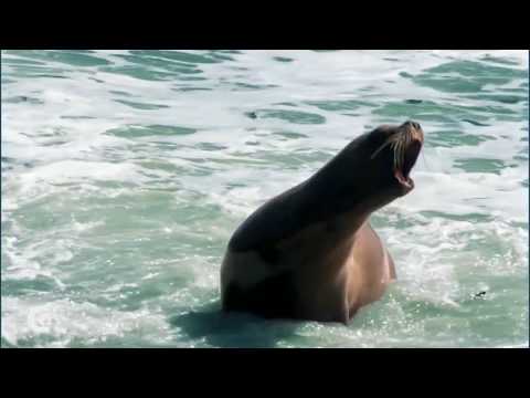 CEEEEEEEB! Week on Disclovery Channel