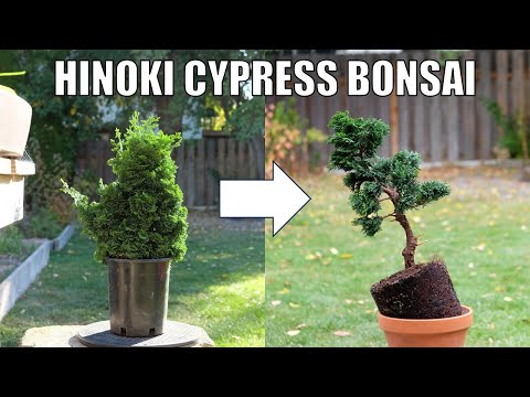 Before and After: Transforming a Hinoki Cypress into a Bonsai