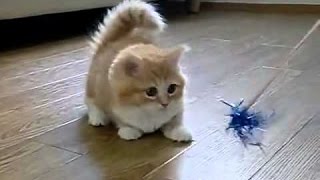 Funny Videos 2014 - Funny Cats Video - Funny Cat Videos Ever - Funny Animals Funny Fails 2014