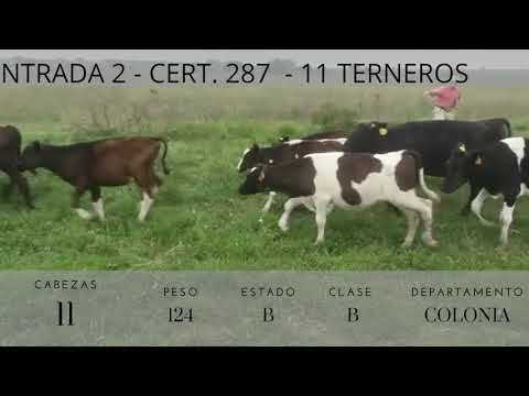 Lote 11 Terneros 7HO,  4 CRUZAS 124kg -  en RUTA 11, KM 20