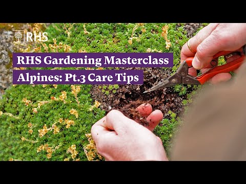 How to grow and care for Alpines | RHS Gardening Masterclass: Alpines Pt.3 | The RHS