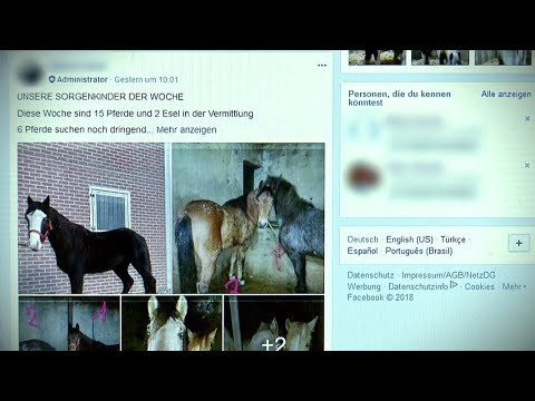 Abzocke mit Pferderettung | Panorama 3 | NDR