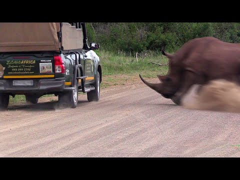 Unbelievable Rhinoceros Attacks and Interactions Captured on Camera