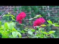 Red Roses Flower Status Red Flowers WhatsApp Status