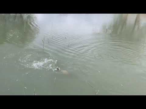 Pêche à la carpe au pain en surface.