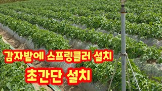 감자밭 스프링클러 설치 괴산감자 수미감자 감물감자 충북 괴산 풀뿌리농장 [감자북주기]