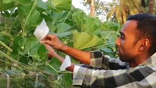 কৃষিতে বাংলাদেশ